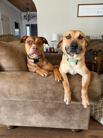 Eugene the dog on a couch with Ruger, another dog